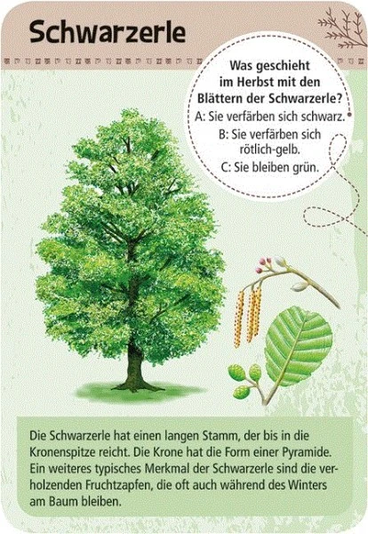 Moses Expedition Natur 50 Heimische Bäume 4 Moses Expedition Natur 50 Heimische Bäume – Bild 2